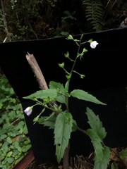 Veronica grosseserrata