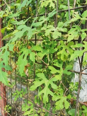 Vitis bryoniifolia
