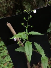 Veronica grosseserrata