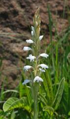 Satyrium