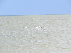 Chroicocephalus novaehollandiae