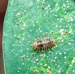 Chilocorus nigritus