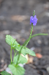 Stachytarpheta urticifolia