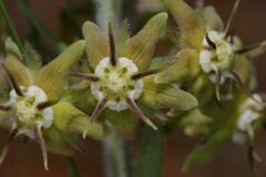 Miraglossum pulchellum