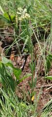 Miraglossum pulchellum
