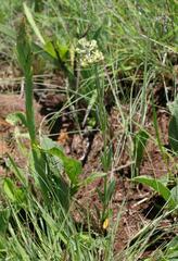 Miraglossum pulchellum