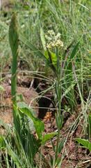 Miraglossum pulchellum