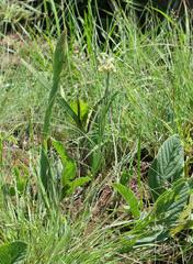 Miraglossum pulchellum