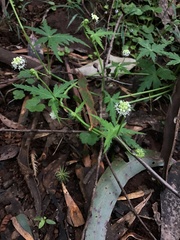 Hydrocotyle geraniifolia