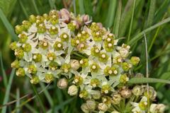 Xysmalobium involucratum