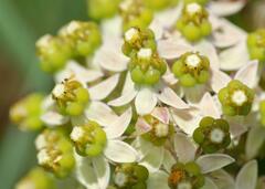 Xysmalobium involucratum