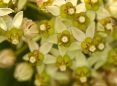 Xysmalobium involucratum