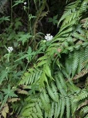 Hydrocotyle geraniifolia