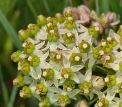 Xysmalobium involucratum
