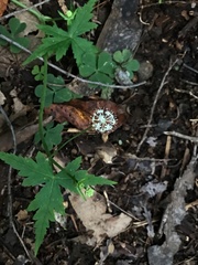 Hydrocotyle geraniifolia