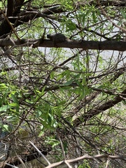 Chiromantis xerampelina