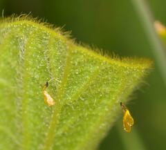 Xysmalobium involucratum