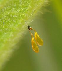 Xysmalobium involucratum