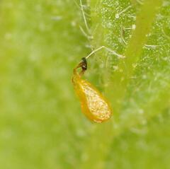 Xysmalobium involucratum