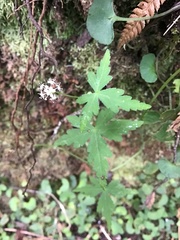 Hydrocotyle geraniifolia