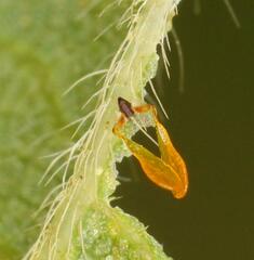 Xysmalobium involucratum