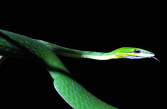 Ahaetulla mycterizans