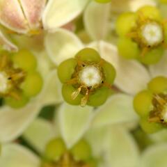 Xysmalobium involucratum