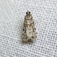 Scoparia chiasta
