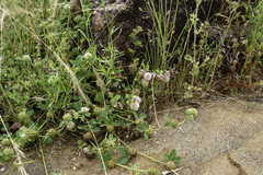 Trifolium tomentosum