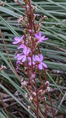 Stylidium productum