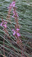 Stylidium productum