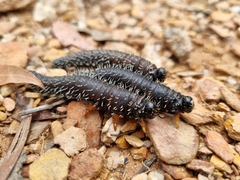 Perga affinis