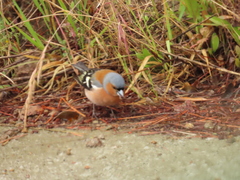 Fringilla coelebs gengleri