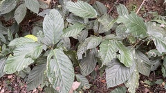 Ficus benguetensis