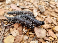 Perga affinis