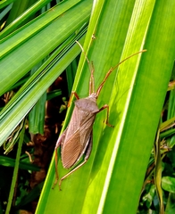 Mictis longicornis