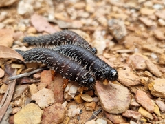 Perga affinis