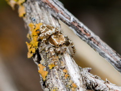 Pseudomogrus pseudovalidus