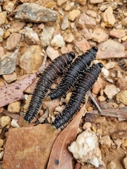Perga affinis