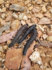 Perga affinis