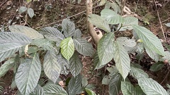 Ficus benguetensis