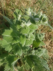 Salvia aethiopis