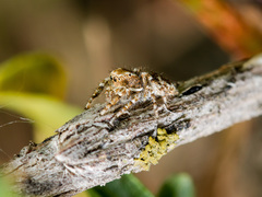 Pseudomogrus pseudovalidus