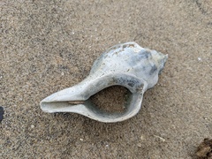 Australaria australasia