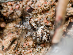 Pseudomogrus pseudovalidus