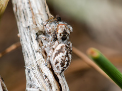 Pseudomogrus pseudovalidus