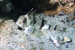 Centropogon australis