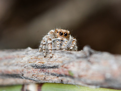 Pseudomogrus pseudovalidus