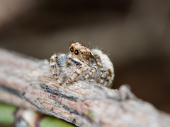 Pseudomogrus pseudovalidus