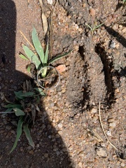 Damaliscus pygargus phillipsi